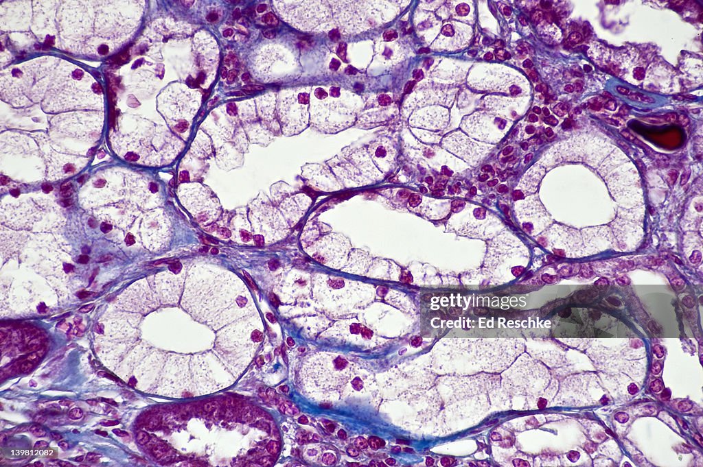 Human Simple Cuboidal Epithelium, Kidney Tubules, Cross and Longitudinal Sections, (Magnification x100) Showing simple cuboidal epithelium forming kidney tubules (part of the nephron), lumen and blue connective tissue. Mallory stain.