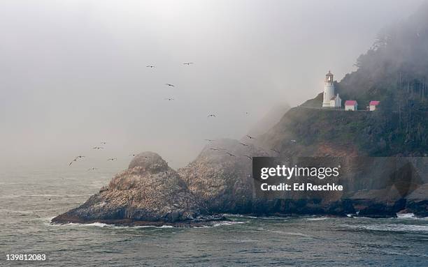 brown pelicans (pelecanus occidentalis) and coastal fog near heceta head lighthouse, oregon coast, usa  - oregon coast stock-fotos und bilder