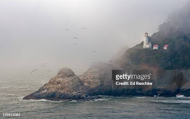 brown pelicans (pelecanus occidentalis) and coastal fog near heceta head lighthouse, oregon coast, usa  - costa de oregon imagens e fotografias de stock