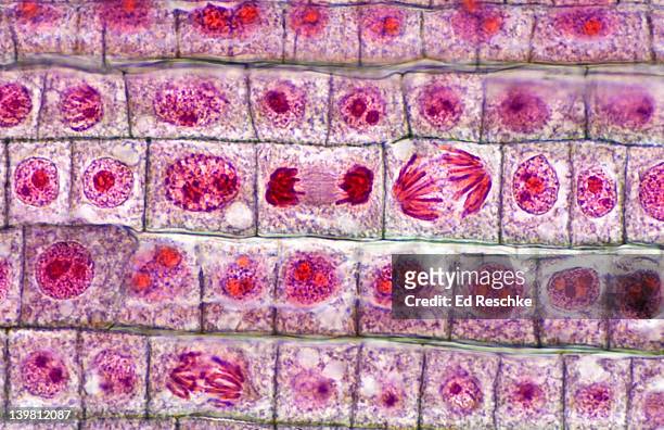 plant mitosis, onion (allium) root tip. many phases, anaphase, telophase, prophase, interphase, (magnification x250). quadruple stain - cromosoma foto e immagini stock