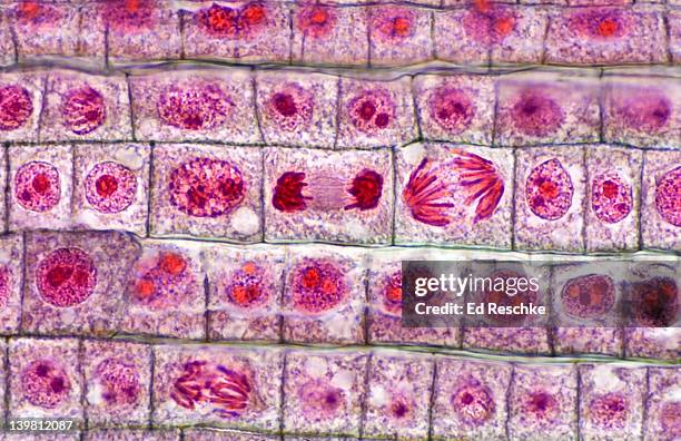 plant mitosis, onion (allium) root tip. many phases, anaphase, telophase, prophase, interphase, (magnification x250). quadruple stain - mitosis bildbanksfoton och bilder