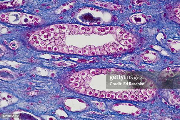 human simple cuboidal epithelium, two kidney tubules in longitudinal section, (magnification x100) these are collecting tubules that are part of the nephron. also shows lumens and supporting blue connective tissue. mallory stain. - cuboidal epithelium stock pictures, royalty-free photos & images