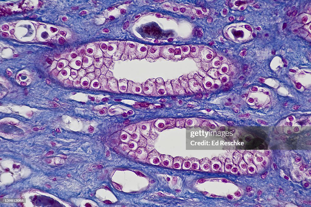 Human Simple Cuboidal Epithelium, two Kidney Tubules in longitudinal section, (Magnification x100) These are collecting tubules that are part of the nephron. Also shows lumens and supporting blue connective tissue. Mallory stain.