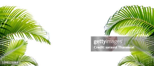 green palm leaves on a white background - jungle leaves stock-fotos und bilder