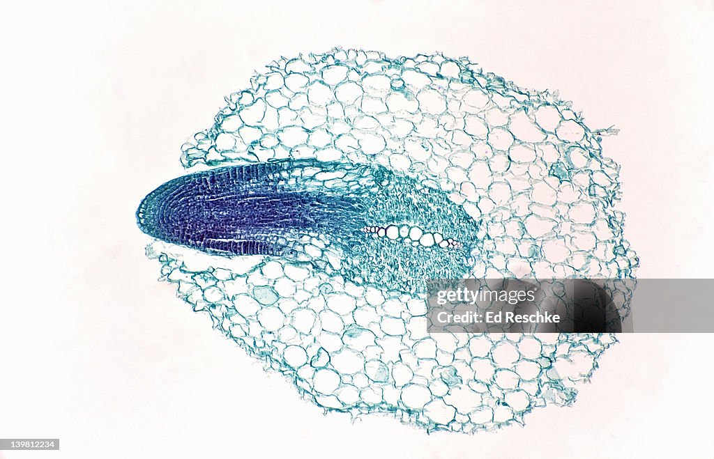 Branch (or lateral) Root Origin from the Pericycle of the Primary Root (Salix sp.) Magnification x25. The branch root is formed from the pericycle allowing continuity of the vascular system of the two roots. Xylem cells are visible and the branch root is