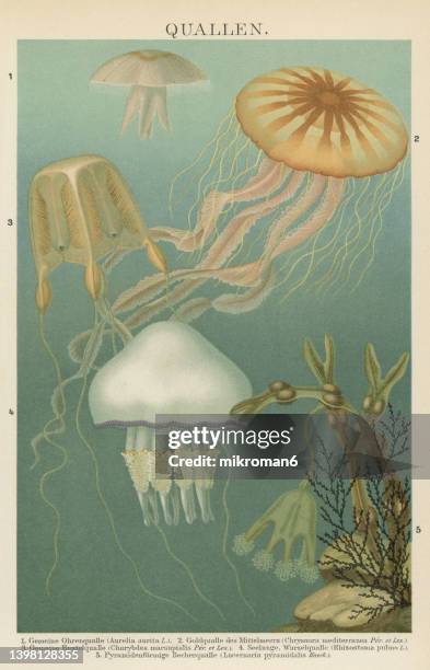 old chromolithograph illustration of different types of jellyfish - edible jellyfish stock-fotos und bilder