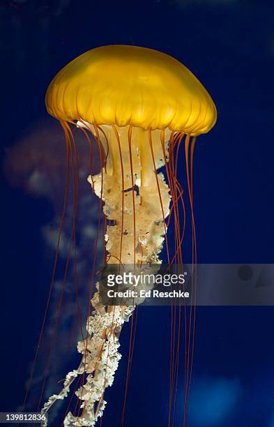 jellyfish, west coast sea nettle (chrysaora fuscescens) may grow to 15' in diameter. eastern pacific, mexico to british columbia. tennessee aquarium, chattanooga, tennessee, usa - sea nettle jellyfish stockfoto's en -beelden