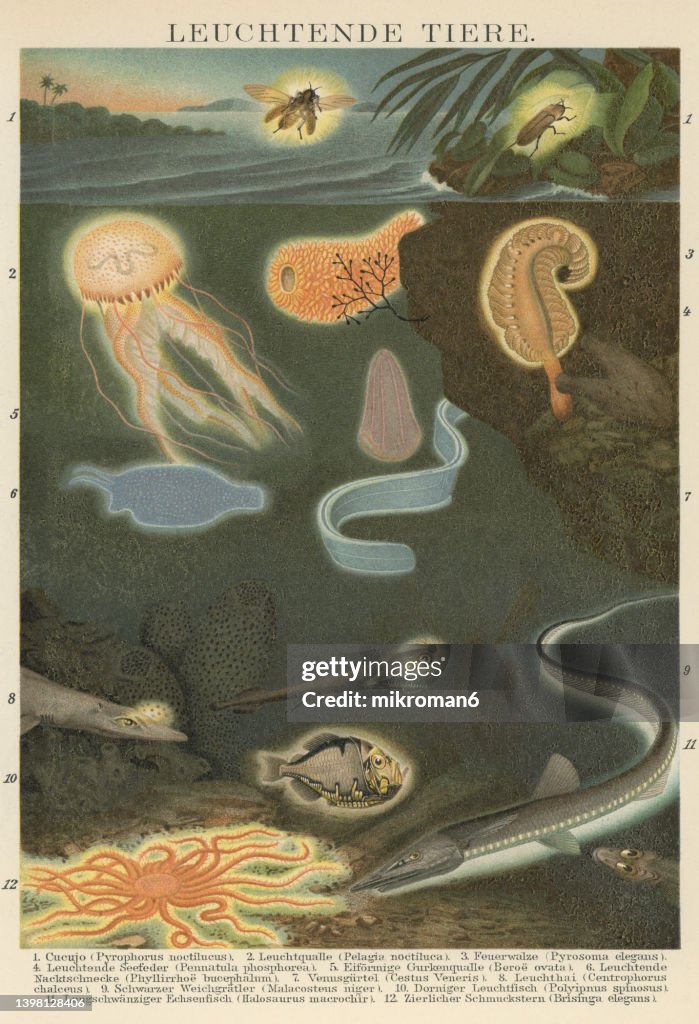 Old chromolithograph illustration of glowing animals