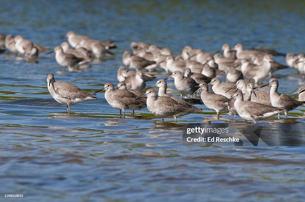 Flock of Willets in Winter Plumage (Catoptrophorus semipalmatus) Large, plump shorebird. Sanibel Island, Florida, USA.