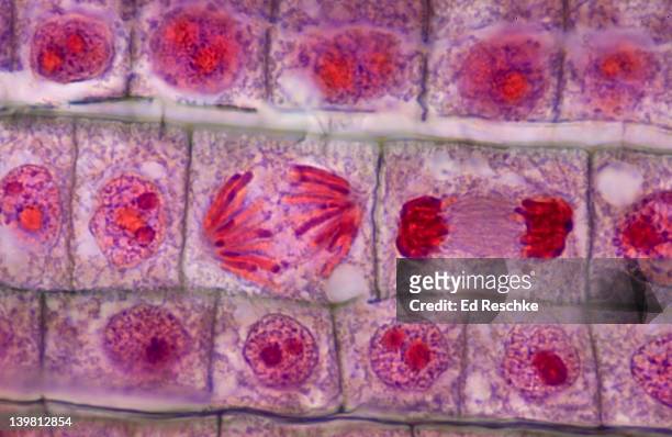 plant mitosis, anaphase, onion (allium) root tip. (magnification x400). the chromosomes have moved to opposite ends (poles) of the cell. quadruple stain.  - celldelning bildbanksfoton och bilder