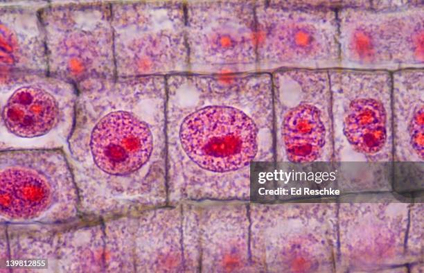 plant mitosis, onion (allium) root tip. interphase (non-dividing cell). (magnification x400). shows: nucleus, nucleolus, chromatin, nuclear membrane, cytoplasm and cell wall. quadruple stain. - allium root tip stock pictures, royalty-free photos & images