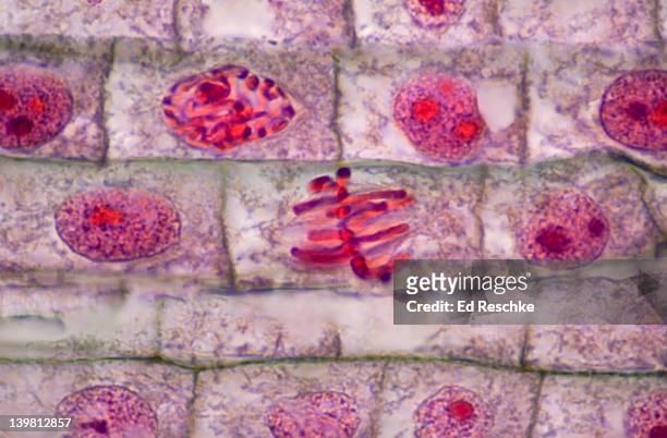 plant mitosis, onion (allium) root tip. many phases, metaphase (magnification x400). shows chromosomes lined up on the equator. quadruple stain.  - métaphase photos et images de collection