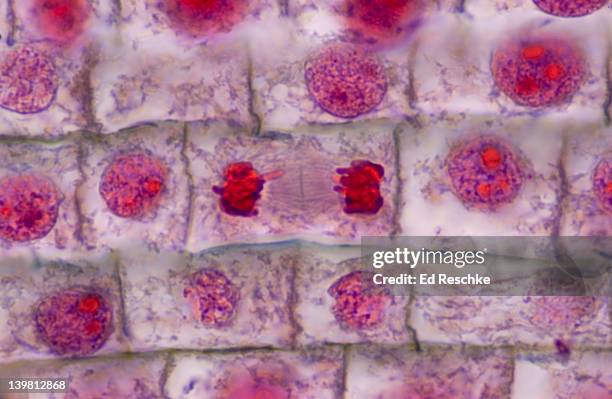 Dividing Roots Photos and Premium High Res Pictures - Getty Images