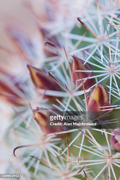 fishhook cactus (mammillaria microcarpa)  flowers, sonoran desert, anza-borrego state park, california, usa - bud opening stock pictures, royalty-free photos & images
