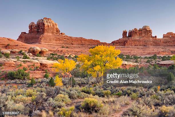 cottonwood trees displaying brilliant autumn foliage in squaw canyon at dusk, canyonlands national park, utah, usa - desert_climate stock pictures, royalty-free photos & images