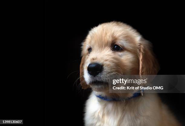 the puppy golden retriever on the black background - lab puppies stock pictures, royalty-free photos & images
