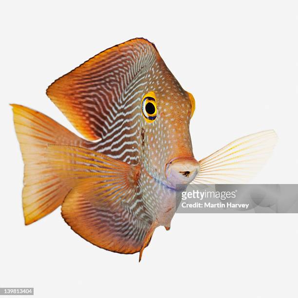 kole tang fish (ctenochaetus strigosus), studio shot against white background - animal fin stock pictures, royalty-free photos & images