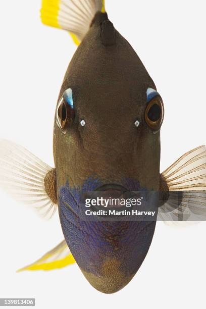 blue face trigger fish (xanthichthys auromarginatus), studio shot against white background - trigger fish stock pictures, royalty-free photos & images