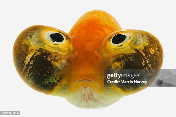 celestial eyed gold fish (carassius auratus), studio shot against white background - carassius auratus auratus stock pictures, royalty-free photos & images
