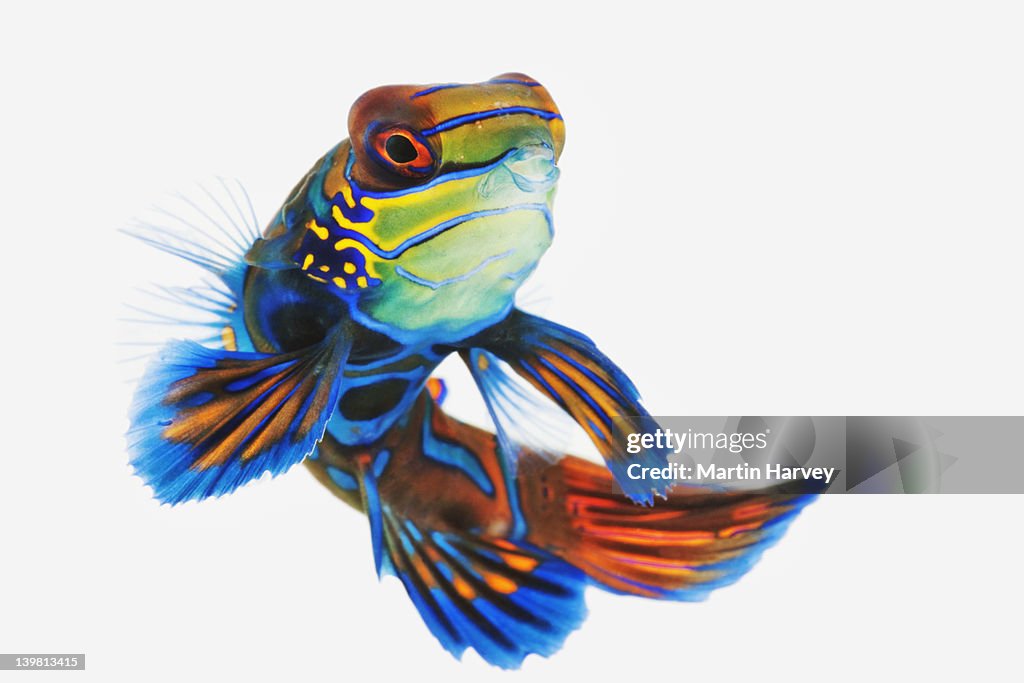 Blue Roo Mandarin Green Mandarin Also Known As Blue Manderin Studio Shot Against White ...