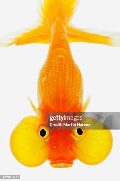 bubble eyed goldfish (carassius auratus), studio shot against white background - carassius auratus auratus stock pictures, royalty-free photos & images