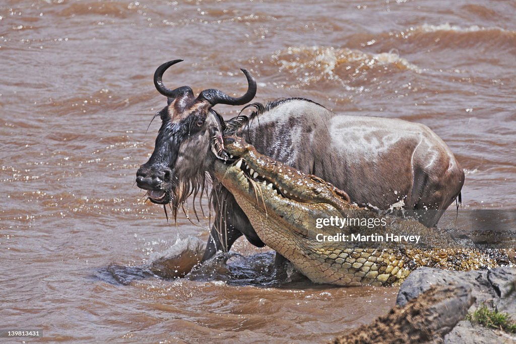 Crocodile (Crocodylus niloticus) catching Blue wildebeest (Connochaetes taurinus), Masai Mara National Reserve, Kenya, Africa