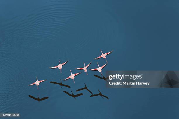 aerial view of lesser flamingo (phoenicopterus minor) flying over lake magadi, rift valley, kenya, africa - flamingo bird stock pictures, royalty-free photos & images