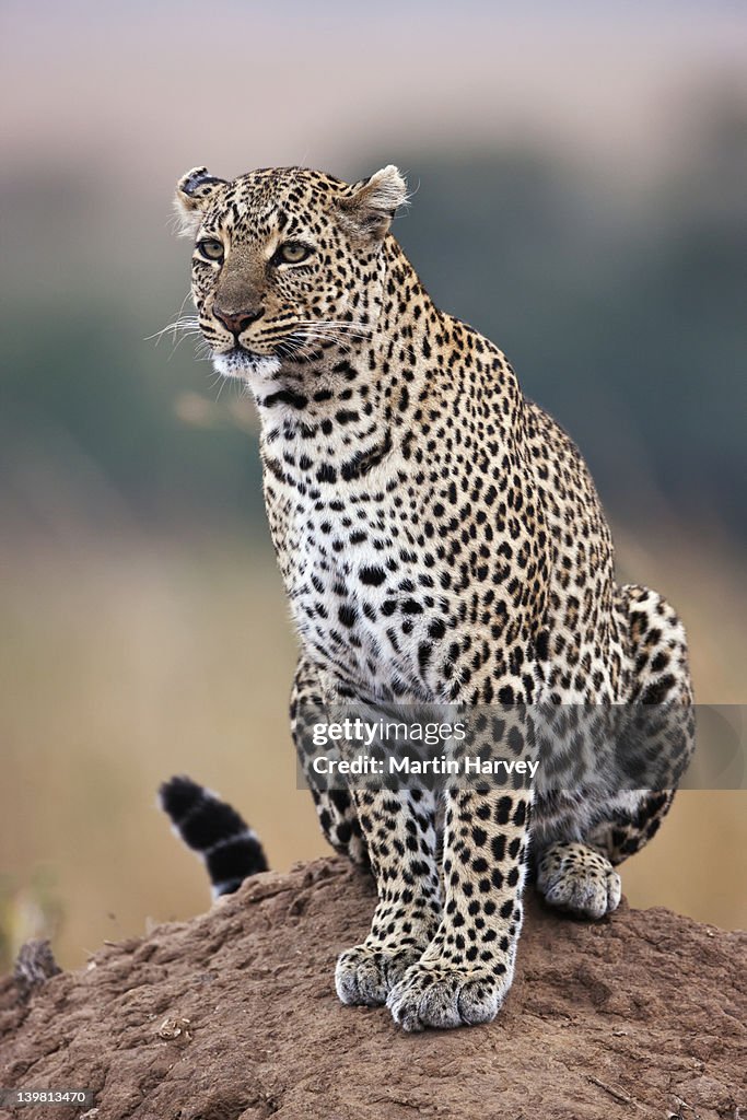 Leopard (Panthera pardus) Using termite mound as vantage point Masai Mara National Reserve, Kenya, Africa
