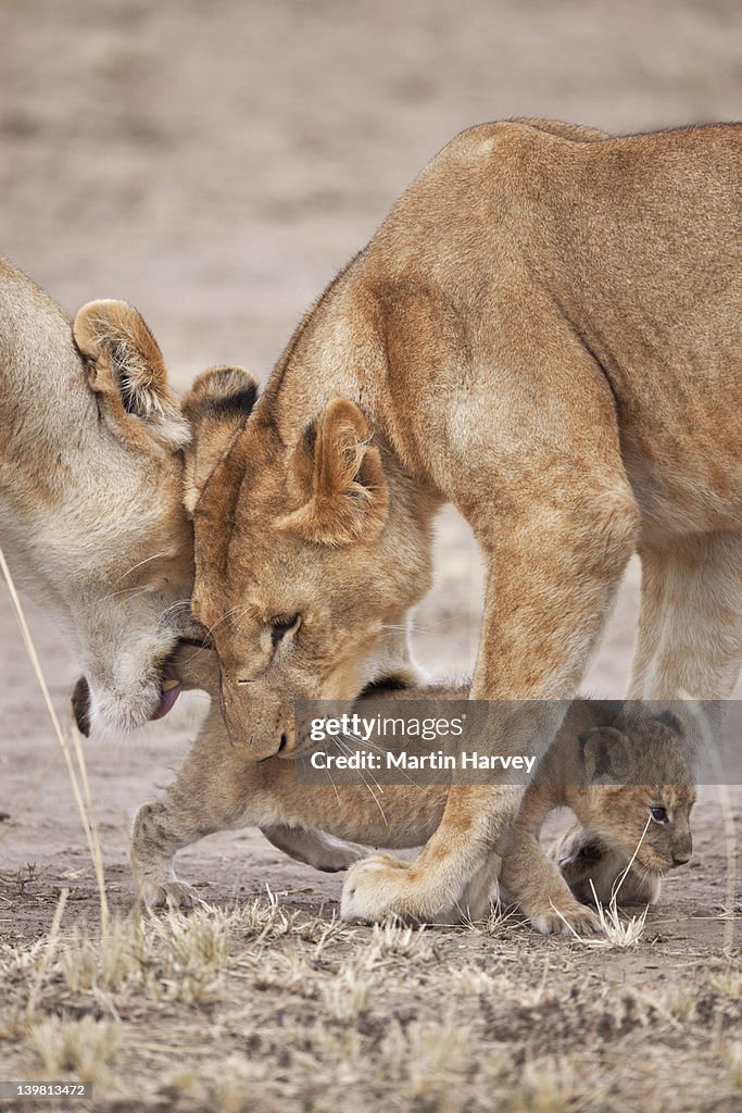 Lioness (Panthera leo) carrying cub, A Lioness (Panthera leo) will frequently move young cubs in order to prevent an accumulation of scent, This is to protect them from predators such as hyenas or even other male lions, Masai Mara National Reserve, Kenya,