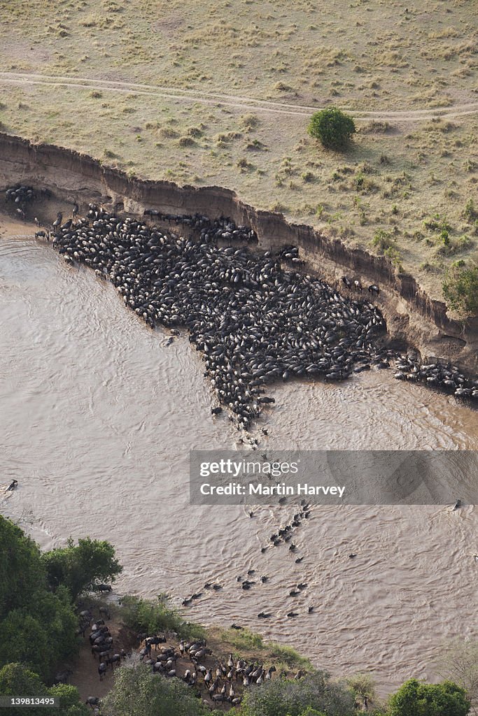 Aerial view of wildebeest (Connochaetes taurinus) trapped by high cliffs while crossing the Mara River, Masai Mara National Reserve, Kenya, Africa