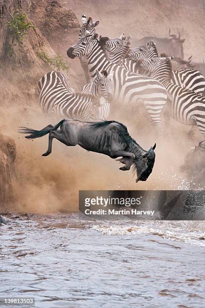 wildebeest (connochaetes taurinus) and zebra crossing the mara river, masai mara national reserve, kenya, africa - national wildlife reserve stockfoto's en -beelden