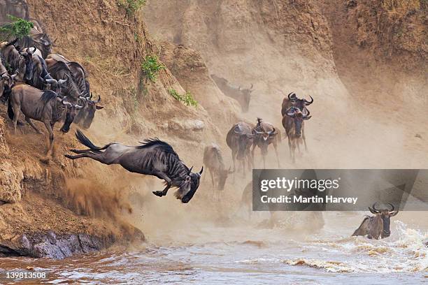 blue wildebeest (connochaetes taurinus) crossing the mara river, masai mara national reserve, kenya, africa - safari animals stock pictures, royalty-free photos & images