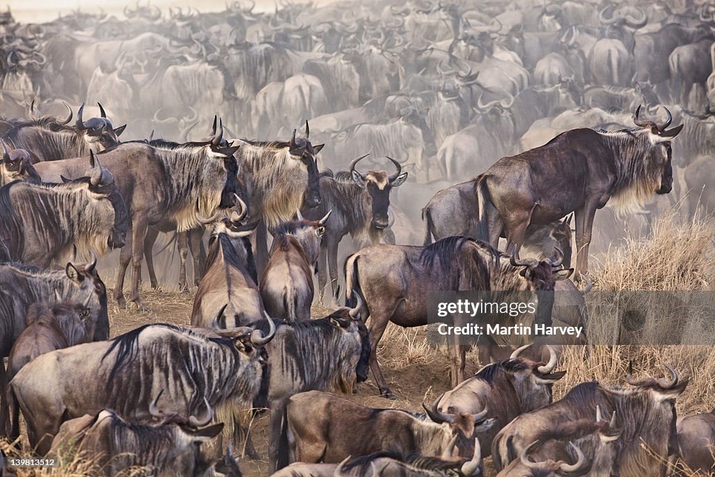 Blue wildebeest (Connochaetes taurinus) migration, Kenya, Africa