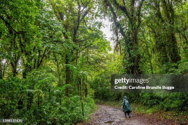 young adult hiking in monteverde cloud forest reserve, costa rica - monteverde costa rica stock pictures, royalty-free photos & images