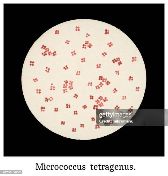 Microcoocus Micrococcus Photos and Premium High Res Pictures - Getty Images