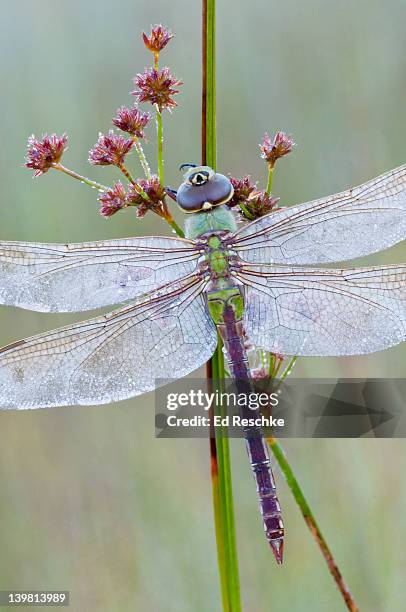 dewy common green darner (anax junius) the most common and widespread darner in the u.s. michigan, usa - amerikanische-bundesstaatsgrenze stock-fotos und bilder