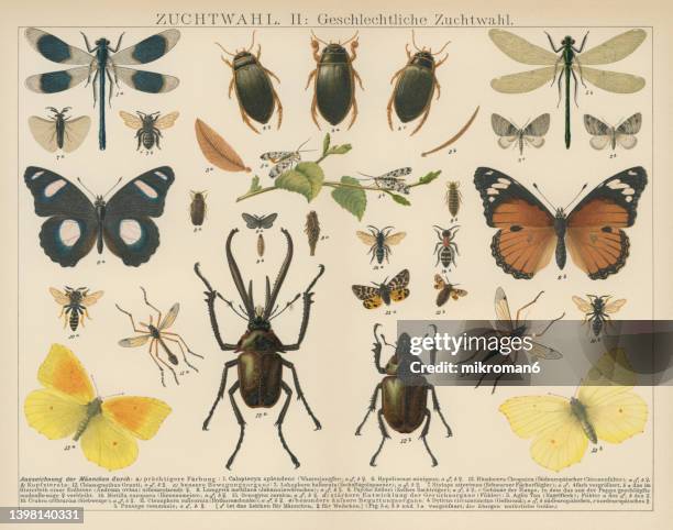 old chromolithograph illustration of sexual dimorphism within insects - style du xixème siècle photos et images de collection