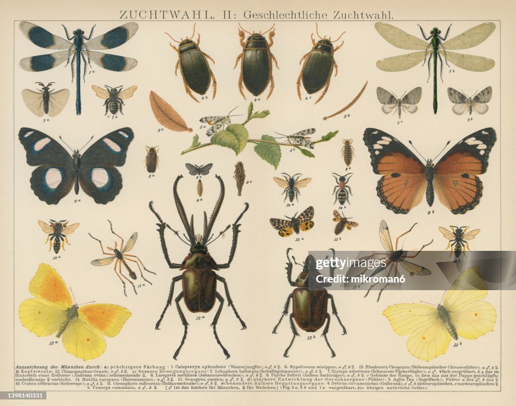 Old chromolithograph illustration of Sexual dimorphism within insects