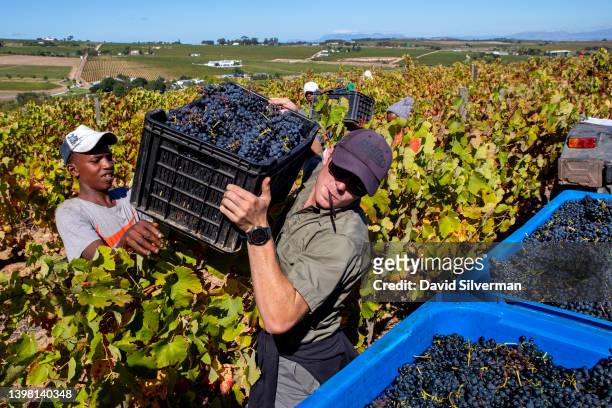 South African farm manager Naudie Prinsloo helps African contract farm workers harvest Shiraz grapes at the Annandale wine estate on March 16, 2022...