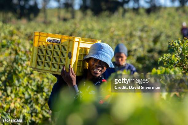 African contract farm workers harvest Merlot grapes at the Annandale wine estate on March 16, 2022 in the wine-producing district of Stellenbosch in...