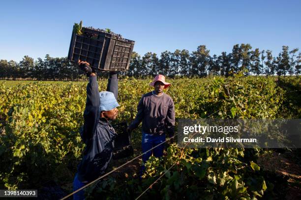 African contract farm workers harvest Merlot grapes at the Annandale wine estate on March 16, 2022 in the wine-producing district of Stellenbosch in...