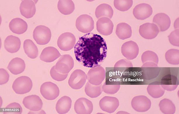 basophil, white blood cell, human blood, (magnification x400) large dark granules contain histamine and heparin. least common white blood cell - anticoagulant stock-fotos und bilder