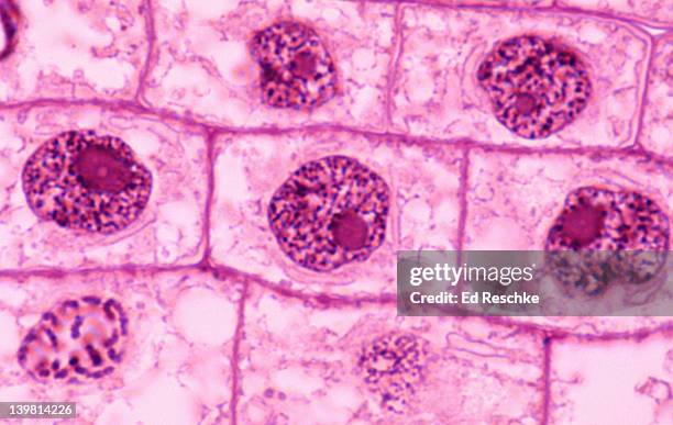 plant mitosis, interphase, onion (allium) root tip. (magnification x400) nucleus, nuclear membrane, nucleolus and chromatin. - microfotografia immunofluorescente foto e immagini stock
