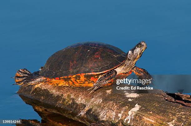 florida red-bellied turtle (pseudemys nelsoni) on log, green cay wetlands, delray beach, florida, usa - florida red bellied cooter stock pictures, royalty-free photos & images