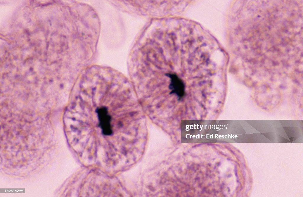 Whitefish Mitosis, Whitefish embryo (blastula), Daughter cells following Telophase (Magnification x400) Cytokinesis (division of the cytoplasm) is complete.