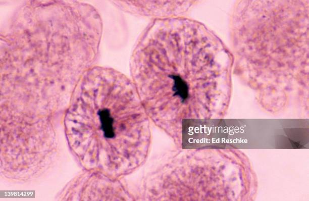 whitefish mitosis, whitefish embryo (blastula), daughter cells following telophase (magnification x400) cytokinesis (division of the cytoplasm) is complete. - cytokinesis 個照片及圖片檔