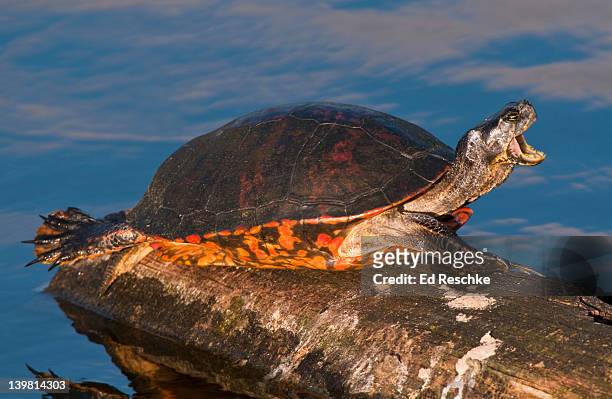 florida red-bellied turtle (pseudemys nelsoni) with mouth open. green cay wetlands, delray beach, florida, usa - florida red belly turtle stock pictures, royalty-free photos & images