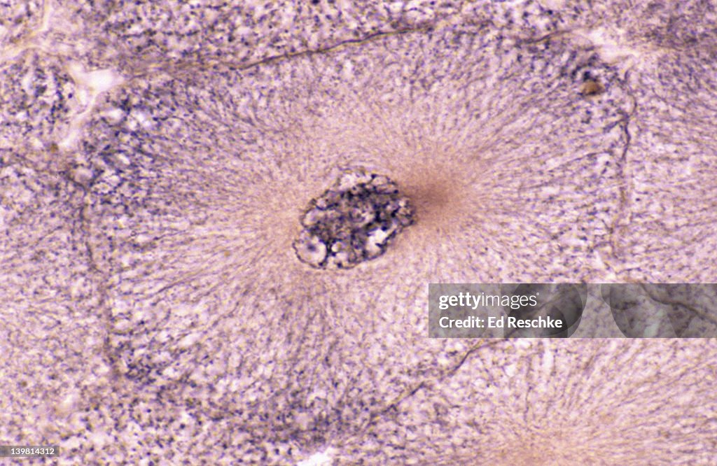 Interphase Magnification Whitefish Mitosis Interphase And Very Early Prophase Nucleus Nuclear ...