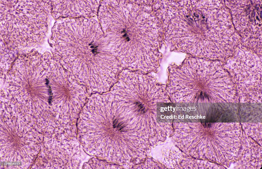 Whitefish Mitosis, Whitefish embryo (blastula), Prophase, Metaphase, Anaphase, Telophase (Magnification x250)