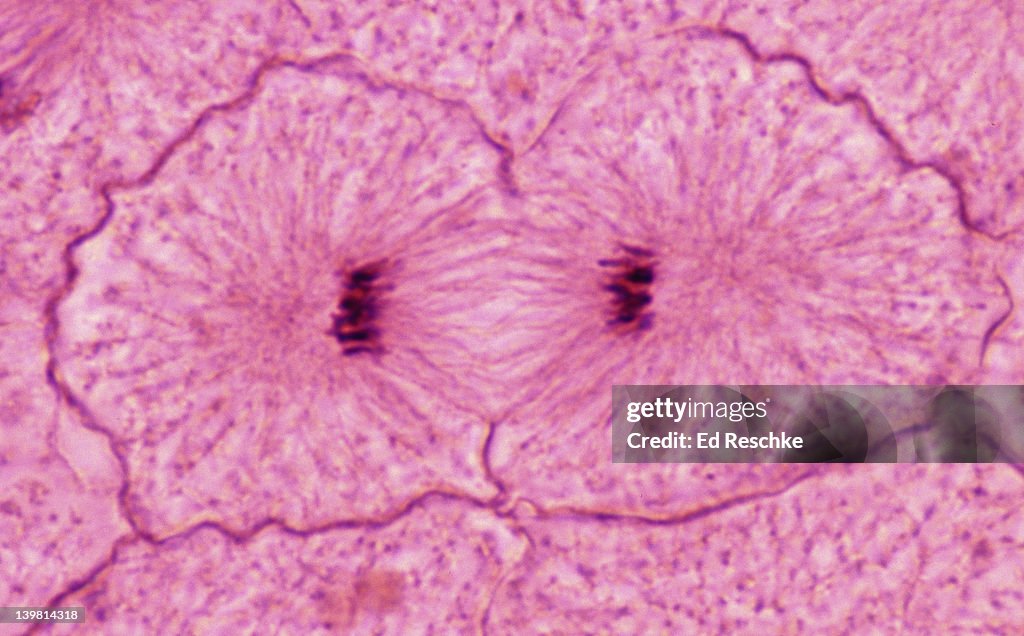 Whitefish Mitosis, Whitefish embryo (blastula), Telophase and Cytokinesis (Magnification x400) The cleavage furrow is evident constricting the cell. Spindle fibres (microtubules) are still visible.